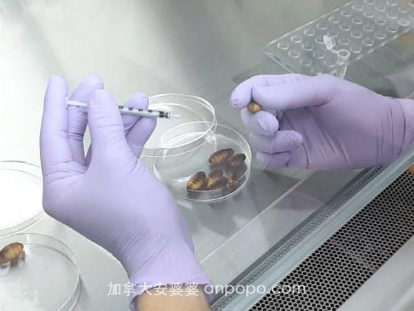 日本研究用蚕蛹预防新冠 专家：建议炒着吃