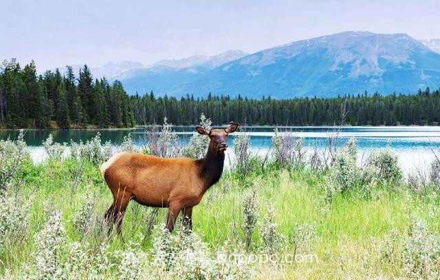 风景美如画，去加拿大旅游，推荐给你10个值得一去的国家公园
