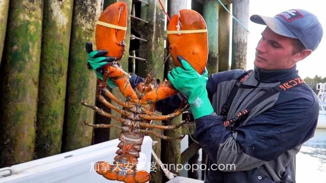 加拿大渔民诉苦：今年斑点虾龙虾你们吃爽了，我们要破产了