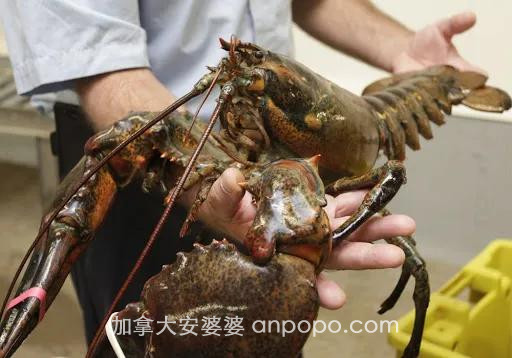 加拿大渔民诉苦：今年斑点虾龙虾你们吃爽了，我们要破产了