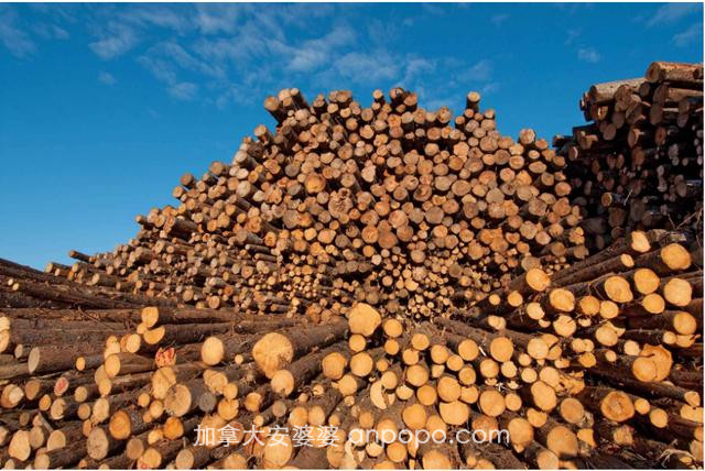 美加木材贸易“一波三折”，美国加收20%的税，加拿大硬气反击