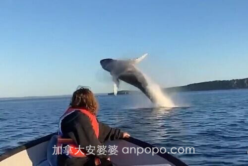 加拿大一对父女钓鱼遇意外惊喜：两只座头鲸船前跳跃翻滚
