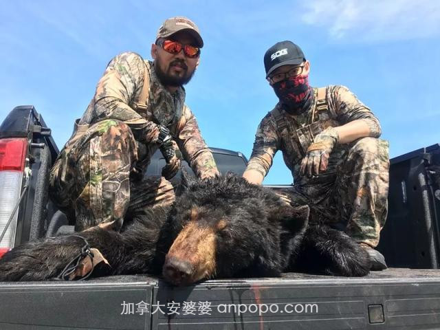 我在加拿大当猎人：一年杀不够 50 头熊，我得交罚款！