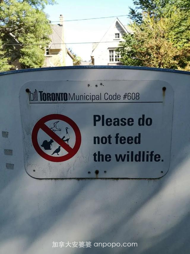 车给鹅让路，人喂鸟犯法，这很加拿大