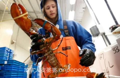 美国对加拿大龙虾产业展开贸易调查 加官员称密切关注