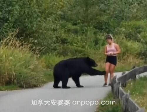 加拿大一女子慢跑时遇黑熊 被摸腿后勇敢逃走