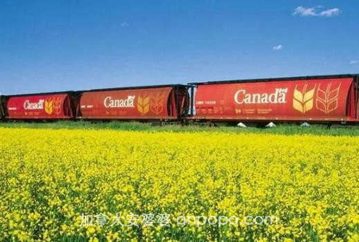 加拿大错失千吨订单，反而“倒打一耙”：希望你们能展示大国风范