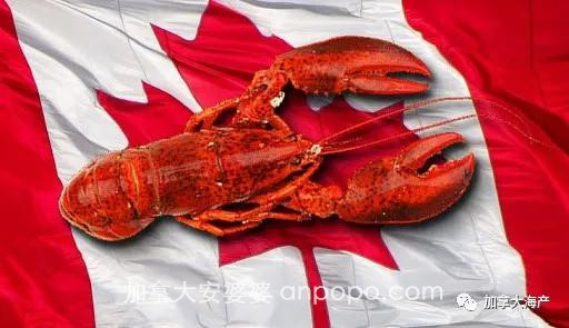 加拿大龙虾暴跌90%？中国市场恢复速度超乎你想象
