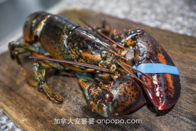 1万吨加拿大龙虾，目标中国市场？