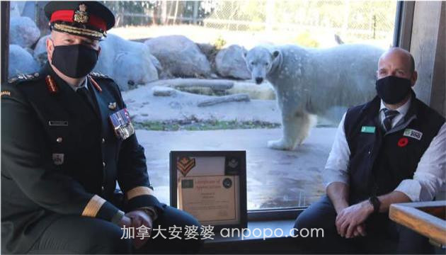 加拿大军队指挥官提拔5岁北极熊为荣誉士官
