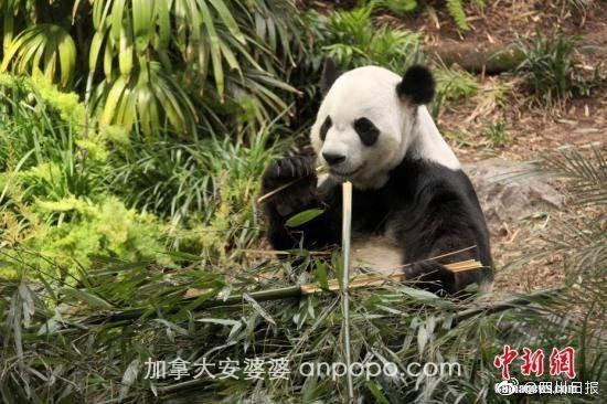 因吃不到新鲜竹子，旅居加拿大的大熊猫“大毛”和“二顺”提前回国了