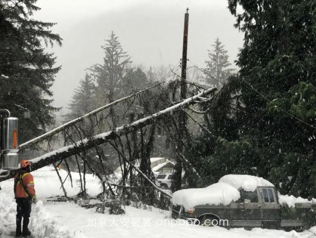 加拿大遭暴风雪袭击 斯坦利公园掀起巨浪 大树被连根拔起