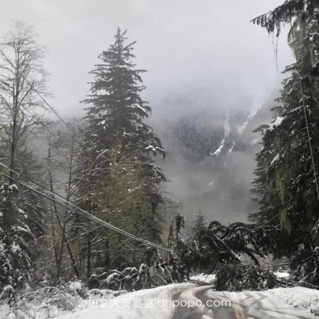 加拿大遭暴风雪袭击 斯坦利公园掀起巨浪 大树被连根拔起