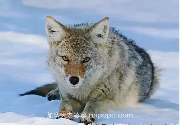 BC省最新野生动物法规即将生效，户外狩猎要注意这些！