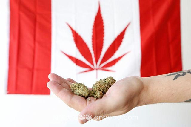 被大麻控制的加拿大：瘾君子天堂，地狱在人间