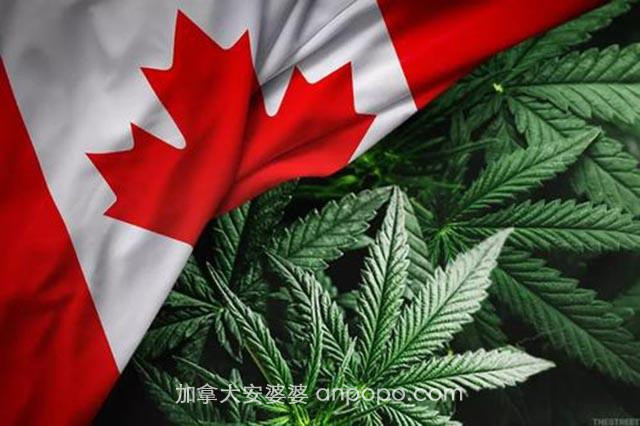 被大麻控制的加拿大：瘾君子天堂，地狱在人间