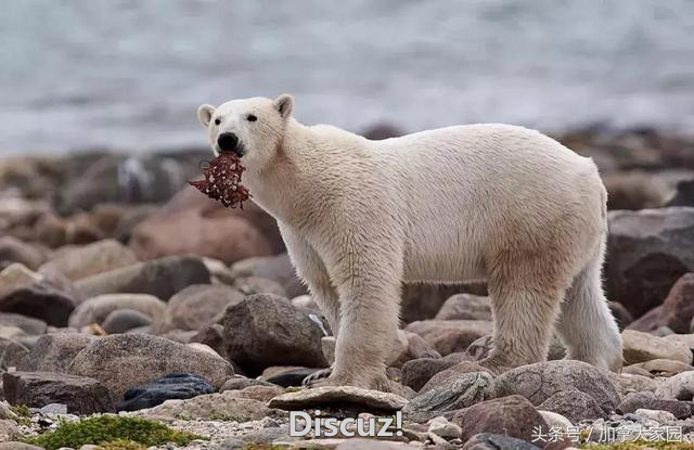 不该发生的悲剧！加拿大父亲为保护孩子，被北极熊撕成碎块……