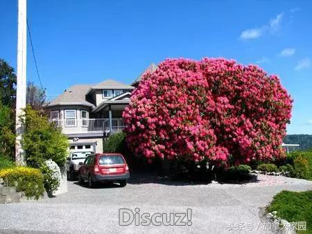 温哥华岛上一棵树成全世界网红！和它拍张照够吹上一辈子了