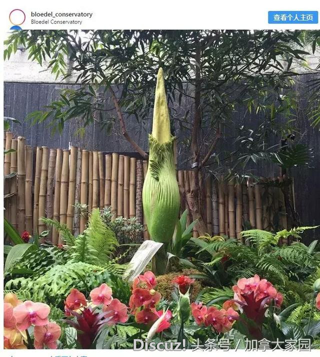 世界最大花朵在温哥华首次开花，闻起来像“死尸”！