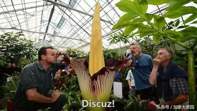 世界最大花朵在温哥华首次开花，闻起来像“死尸”！