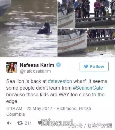 万万没有想到！咬人海狮成“超级网红”，上千人涌向码头拍照~