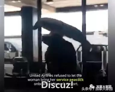 奇！巨型孔雀现身美国机场登机口！被拒绝登机可人家有机票呀~