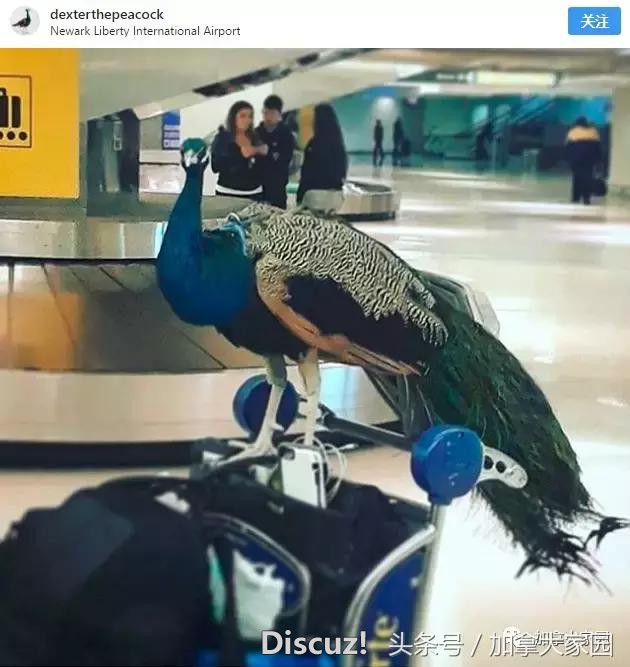 奇！巨型孔雀现身美国机场登机口！被拒绝登机可人家有机票呀~