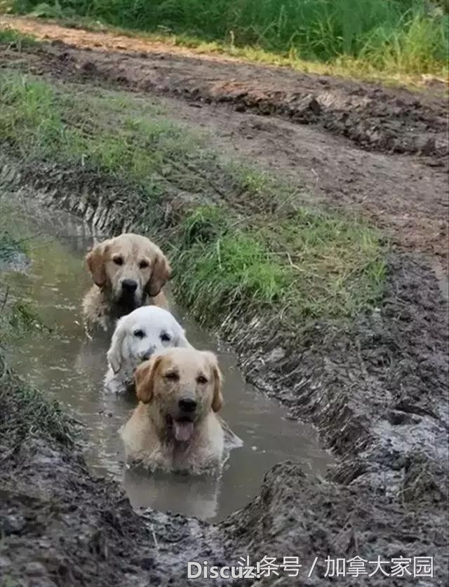 千万不要让狗狗去泥巴地里玩，不信你看……