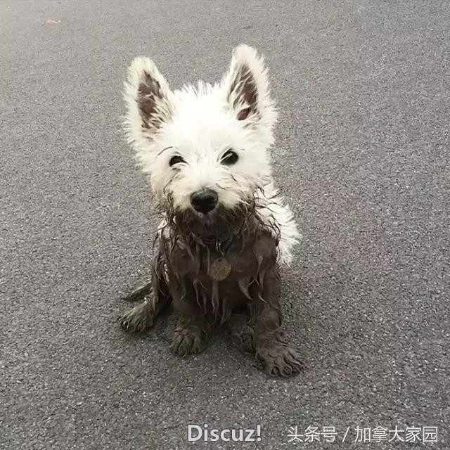 千万不要让狗狗去泥巴地里玩，不信你看……