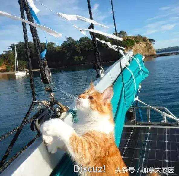 “它是我耳朵”！美国耳聋男子带猫咪环球航行，感动无数网友