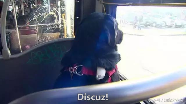 这只狗狗特别聪明：每天独自坐公交车去公园玩耍，从不逃票哦！