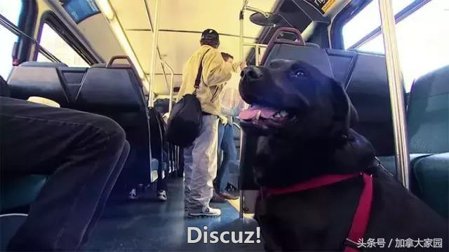 这只狗狗特别聪明：每天独自坐公交车去公园玩耍，从不逃票哦！