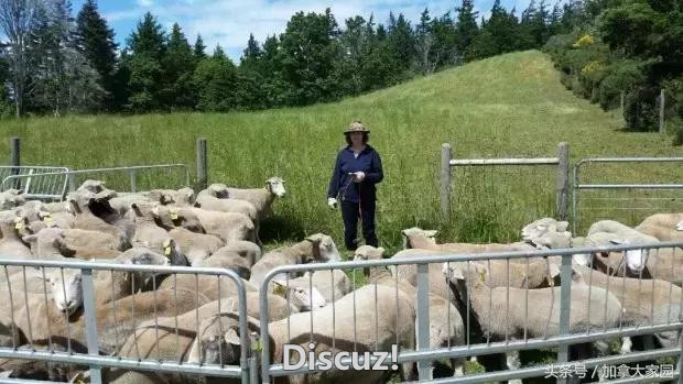加拿大惊现“杀手黑熊”：1个月干掉20只绵羊！