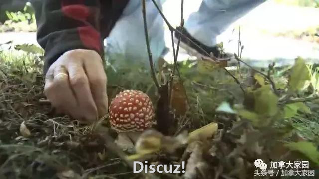恐怖，全球最毒蘑菇大量出现在温哥华！只要吃进一棵人就会死……