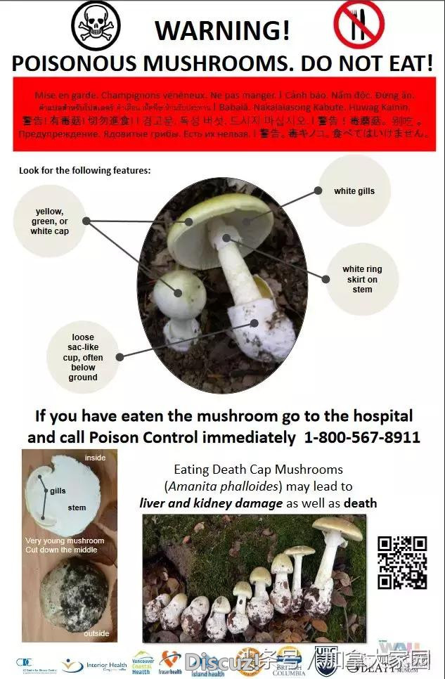 恐怖，全球最毒蘑菇大量出现在温哥华！只要吃进一棵人就会死……